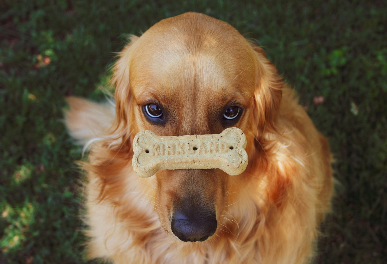 The Unique Traits of the Nova Scotia Duck Tolling Retriever